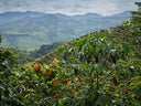Colombia La Luisa Lychee Co-Fermented